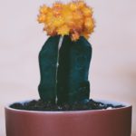 Are Cacti Toxic to Cats? Exploring Potential Dangers