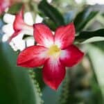 Is Desert Rose Plant Deer Resistant? How my mother found out